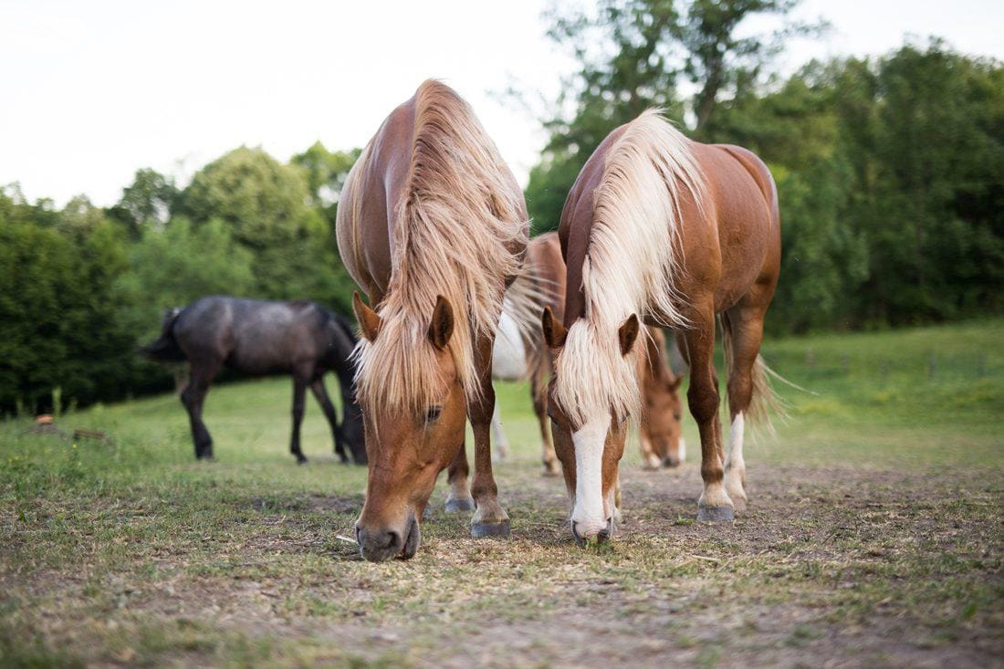 textured horse feed